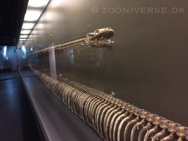 Python reticulatus skeletter