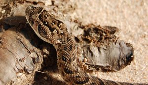 Bitis arietans er en af de slanger i Afrika som har flest menneske ofre