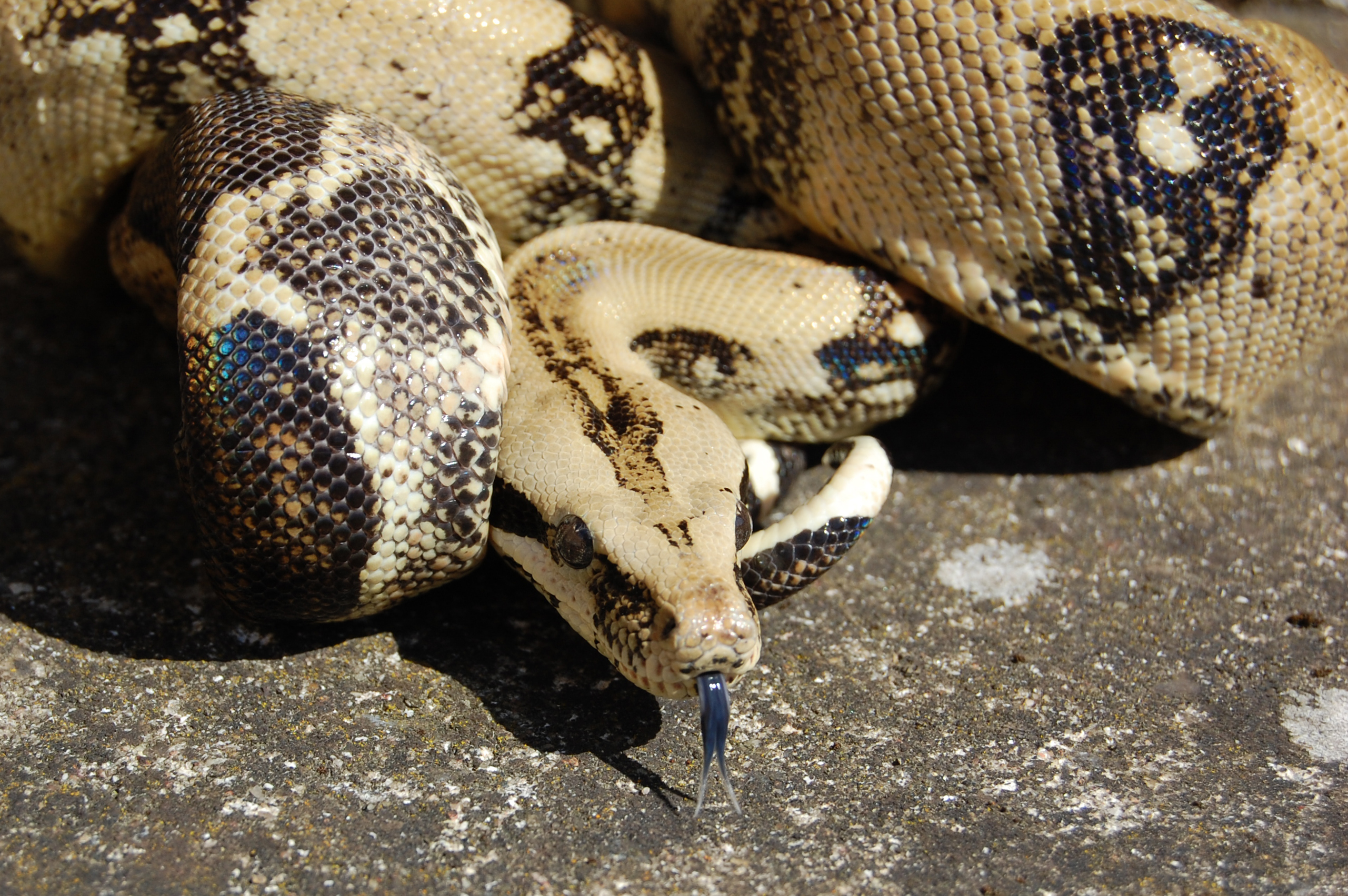 Boa Constrictor | Zooniverse.dk