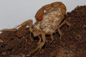Hottentotta tamulus. En af indiens skorpioner som har taget flest menneskeliv.