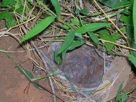 O. aureotibialis mikrohabitat i Ao Nang Thailand. Sådan bor mange asiatiske bundlevende fugledderkopper.