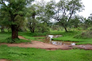 Typisk Poecilotheria habitat i Indien